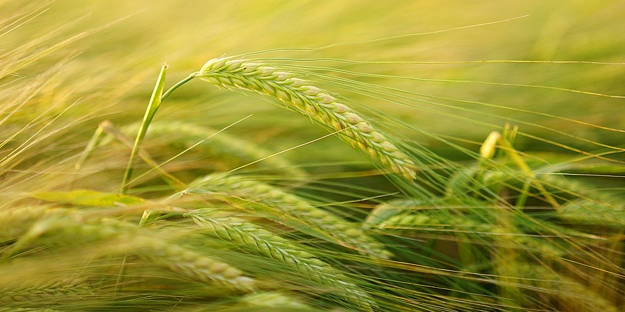 Wheat Cluster Farming Fuels Food Sovereignty in Ethiopia