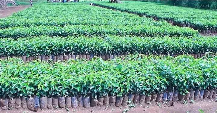 Ethiopia Readied over 7 Bln Saplings for Annual Green Legacy Plantation: Agriculture Ministry