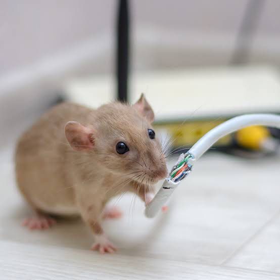 That Rat Invasion: A Story of Survival