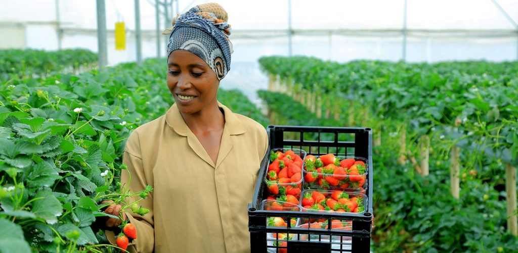 Ethiopia Aims to Become Africa's Breadbasket, Focusing on Smallholder Farmers